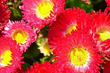 花朵簇簇什么意思