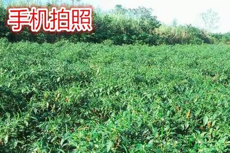 海南辣椒树有多大