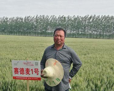 赛德麦8号播种时间需要播多少斤