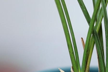 小水兰烂叶子怎么处理