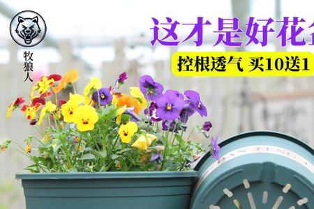 加仑花盆什么样式的好