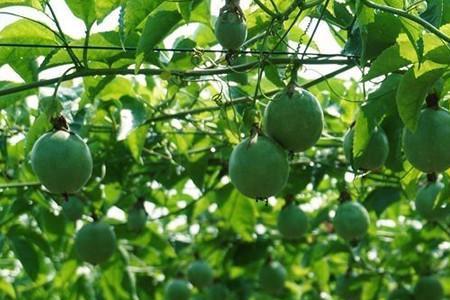 钦蜜九号百香果种植株距是多少