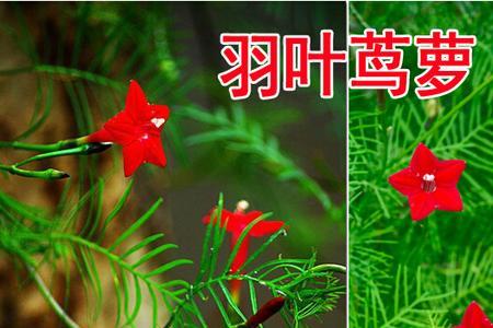 羽叶茑萝秋天能种植吗