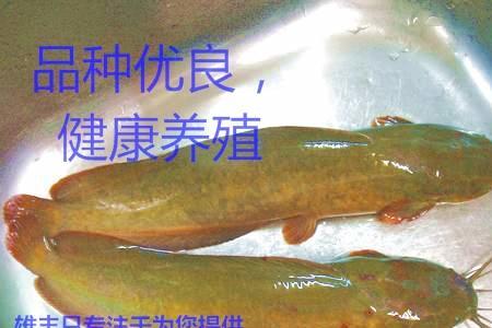 塘鲺鱼能和淡水鱼一起养吗
