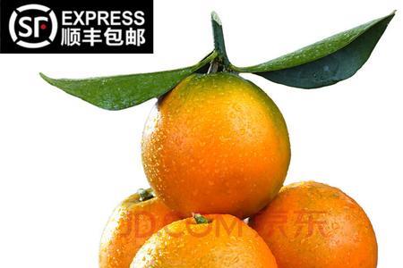 脆蜜金柑最低耐寒