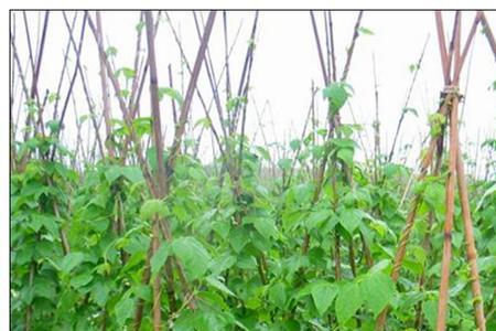 江苏四季豆种植时间和方法