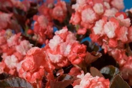 四季海棠生白色小飞虫怎么办