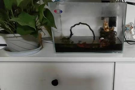 鱼店里的水可以倒进鱼缸吗