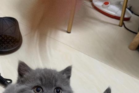 蓝猫为什么这么贵