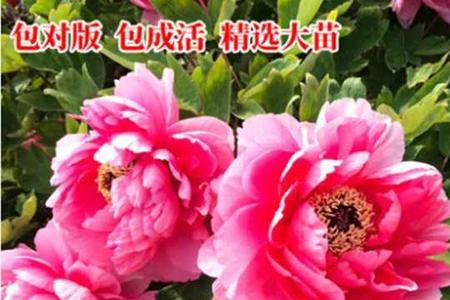 正宗一棵牡丹苗多少钱