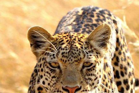 wildlife单数还是复数