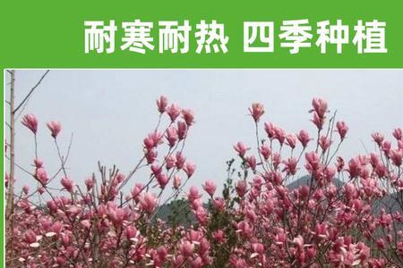 紫玉兰适合种别墅院子里吗