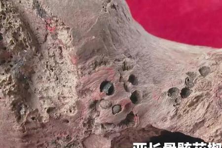 尸核的读音