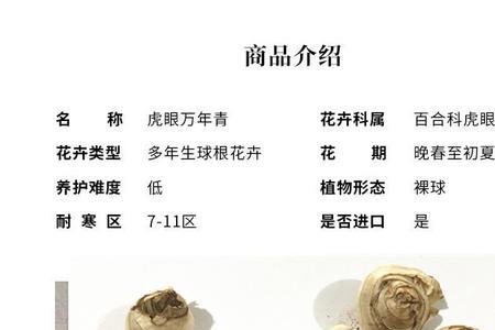 国产圣心百合和进口区别