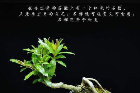 石榴提根方法