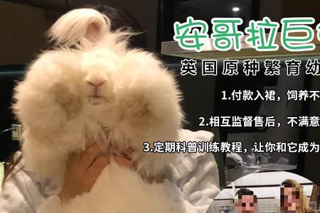 安哥拉巨型兔要经常带出去遛吗