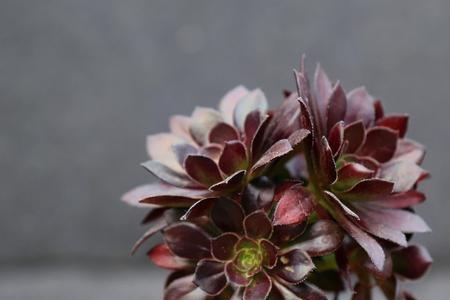 法师赤霞飞不出状态怎么回事