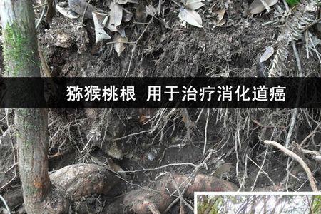 猕猴桃根发芽吗