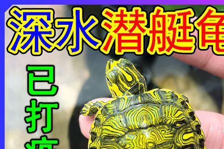 黄耳龟能和什么龟混养