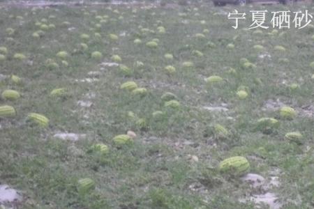 硒砂瓜和压砂瓜区别
