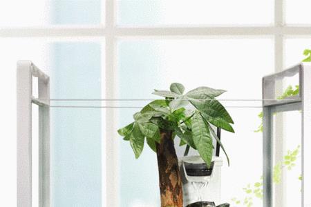 客厅绿植和鱼缸怎么同时摆放