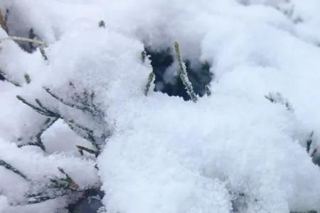 白雪纷纷何所似搞笑回复
