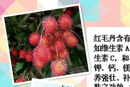 广东粤西能种红毛丹吗