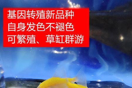 天使鱼哪个品种最好