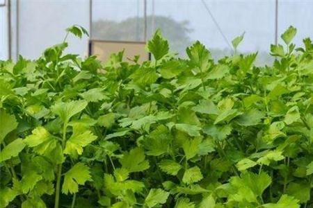 白芹芽种植技术