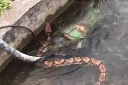 气温低于多少度蛇不会出来