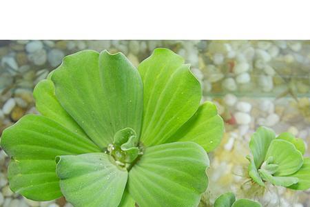 浮萍和水芙蓉哪个好