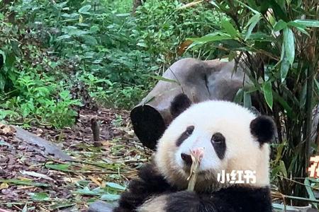 大熊猫花花为何与众不同