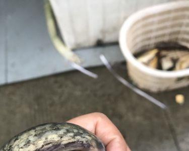 石鲢鱼能人工养殖吗