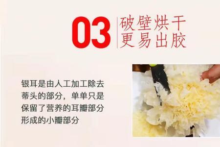 金丝耳跟金燕耳的区别