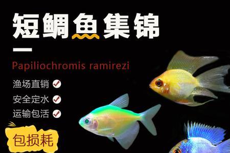 天使鱼几月繁殖