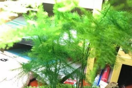 文竹用什么颜色的花盆最好看