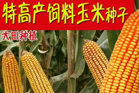 黄金粮m￥73玉米种介绍