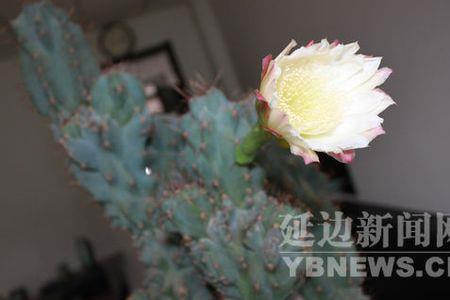 黄毛山影开花吗