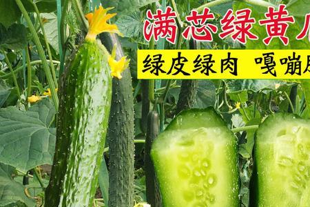 涵香666黄瓜种子哪卖