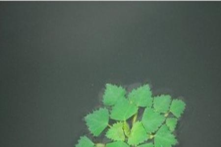 水芙蓉叶子边缘干