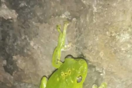 树蛙的毒性有多大碰到会死吗
