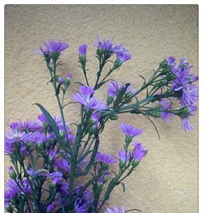 天山紫菀是什么花