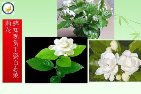 又见茉莉花原唱