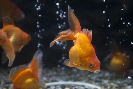 宠物蟹饲料可以喂金鱼吗
