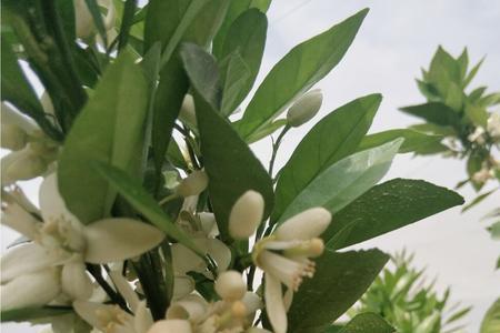 赣南脐橙花芽分化期是什么时候