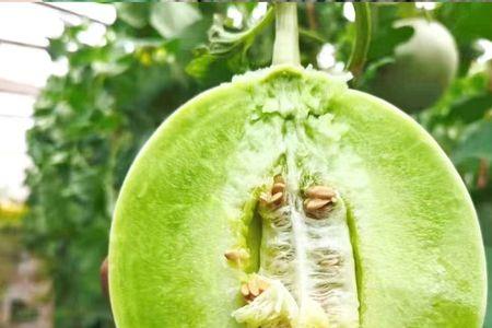 玉菇甜瓜要放几天才能吃吗