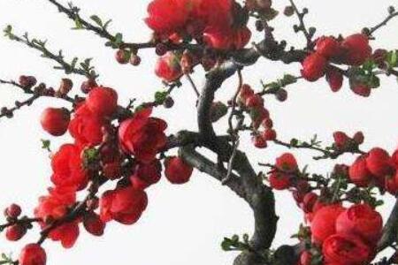 长寿冠海棠与梅花的区别