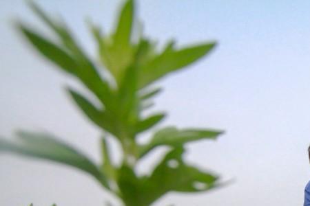 艾菜几月份可以种植