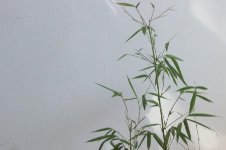 普通竹子能做盆景吗