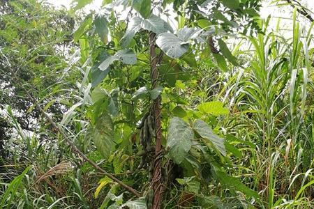 狗儿豆几月开花结果
